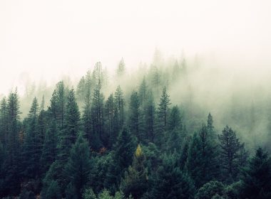 „O pădure – o mie de povești”